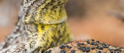 Monaro Grassland Earless Dragon, Osbornei, on grassland, by George Madani.