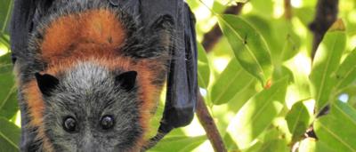 Bat silhouette against a bright sky, wings spread wide.