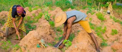 African plants illustration, climate data overlay, map, diverse vegetation, temperature gradients.