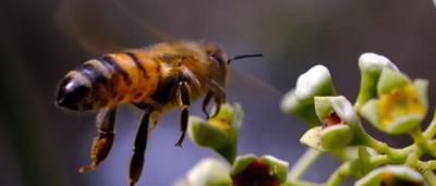 Bee on a yellow flower, close-up shot, pollen visible.