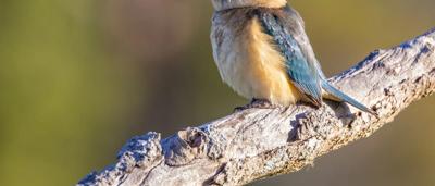Woman planting seedling, hands in soil, sunny field, cultivating hope.