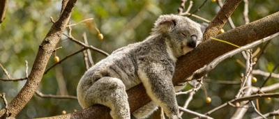 Koala 3 CC0 Pexels