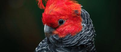 Adult male Gang-gang Cockatoo perched on a branch, red head, grey body, close-up.