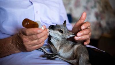 Baby kangaroo joey in a pouch, head visible.