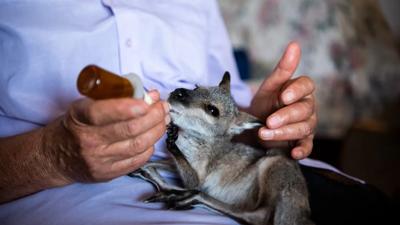 Baby kangaroo joey in a pouch, head visible.