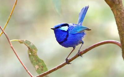 Superb fairy-wren perched on a branch, vibrant blue plumage, small bird, natural habitat.