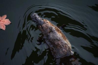 Platypus swimming in water, side view, brown fur, webbed feet.