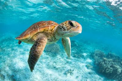 Green sea turtle swimming in a lagoon, Lady Elliot Island, Great Barrier Reef.