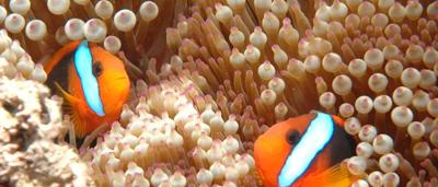 Clownfish swimming near a coral reef, vibrant colors.