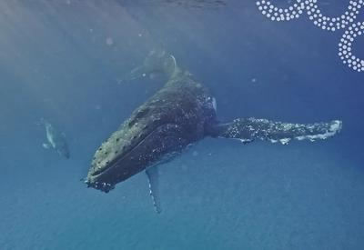 Whale breaching, ocean background, sunlight, no play button.
