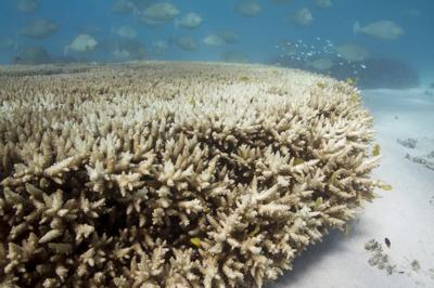 Heron standing on coral reef, blue water, sunny day.
