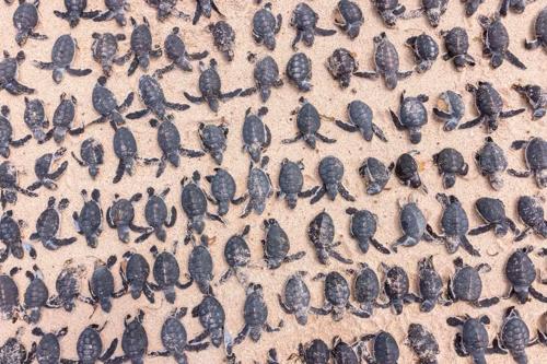 Shot of dead baby turtles