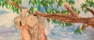 Koala on a tree branch, award winner image.