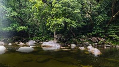 Header image: Green canopy, text "Campaigns", ACF logo.