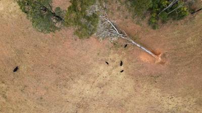 Aerial drone shot: Black cows in cleared paddock, fallen gum tree.