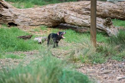 Tasmanian Devil hanging from a branch, dark fur, pink ears, open mouth.