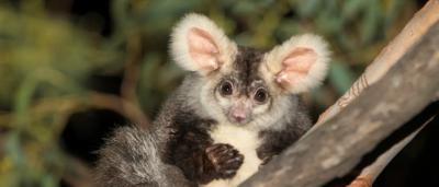 Greater Glider clinging to a tree branch, nocturnal animal, Australia.