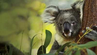 Header image: Giving Day 2025 logo with text and a stylized sunburst design.