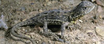 Earless dragon lizard on grassland, facing left. Brown and green tones.