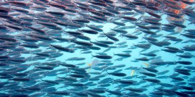 Header image: Colorful fish swimming in blue water.