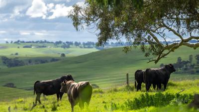 Green leafy canopy, sunlight filtering through, creating dappled light effect.