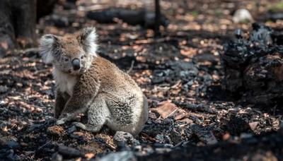 Burnt koala in a charred forest, looking up.