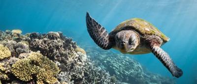 Turtle swimming over a coral reef, sunlight filtering through the water.